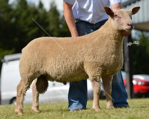 Ram Lamb shown by Drew and Stephen Cowan sold for 1200gns